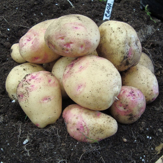 'Cara' Maincrop Seed Potatoes Vegetables