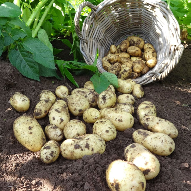 'Charlotte' Salad Seed Potatoes Vegetables