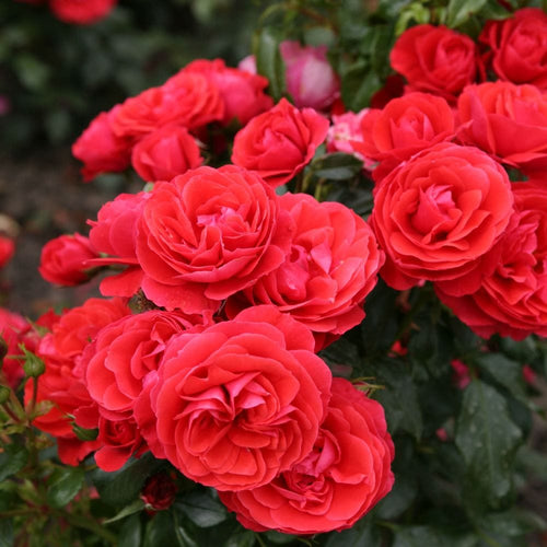 Cherry Girl' Floribunda Rose Shrubs