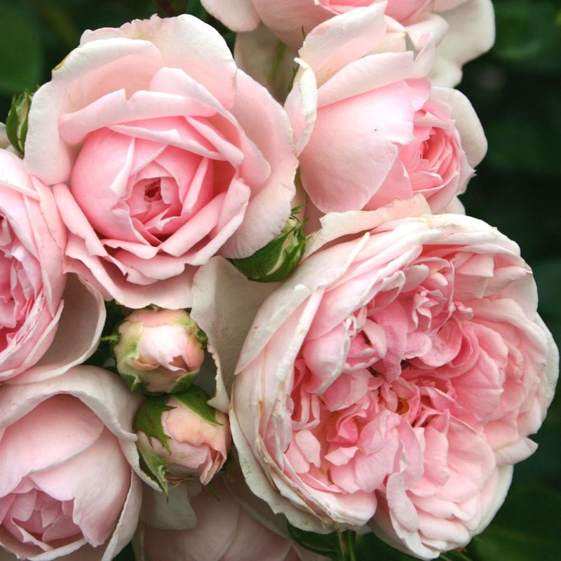 Cinderella' Shrub Rose Shrubs