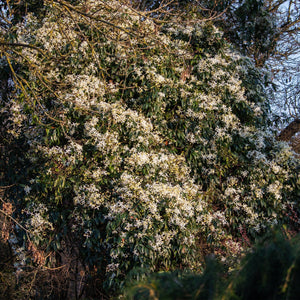 Clematis 'Armandii' | On a 90cm Cane in a 3L Pot Climbing Plants
