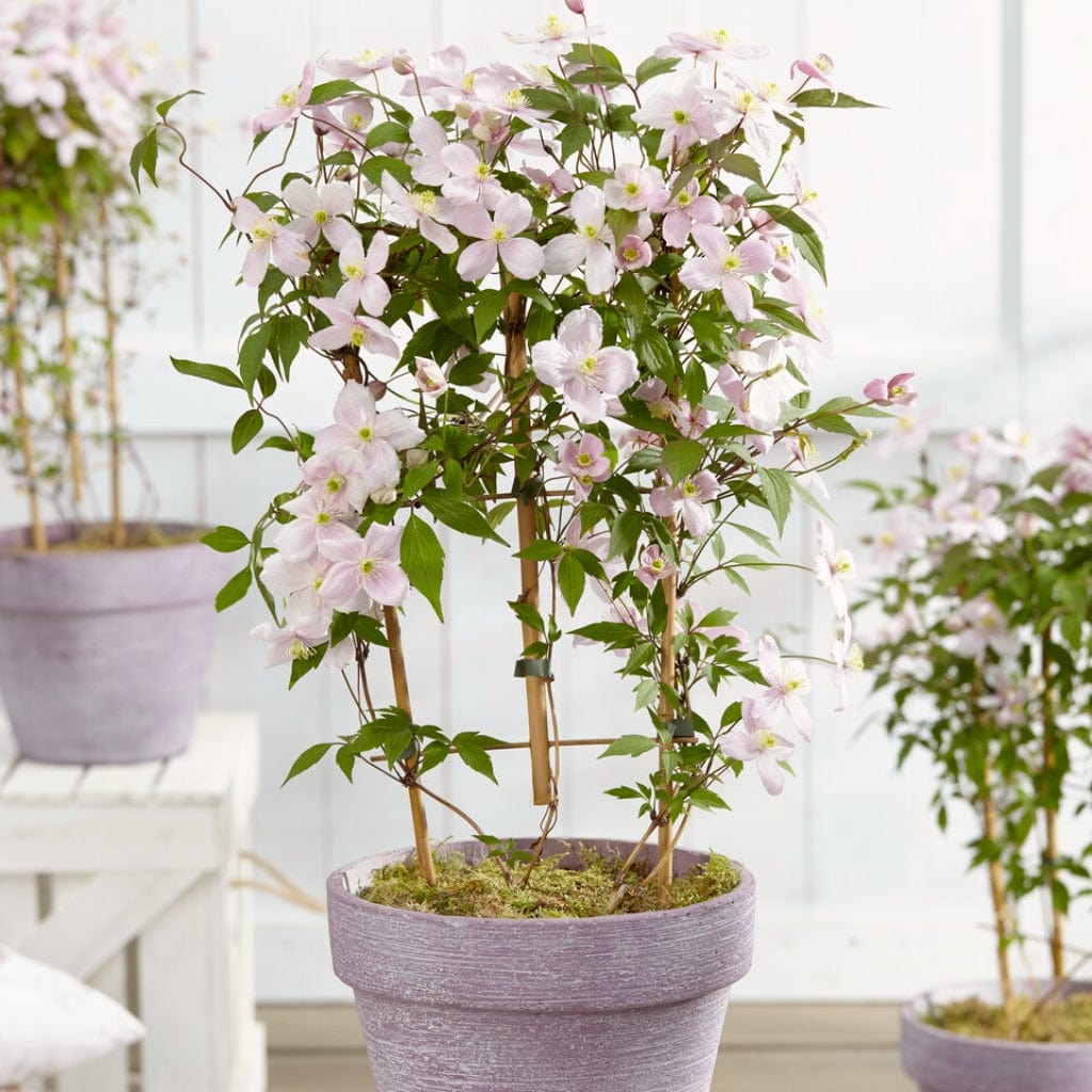Clematis montana 'Rubens'