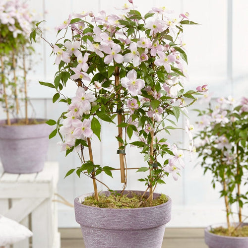 Clematis montana 'Rubens' Climbing Plants