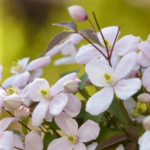 Clematis montana 'Rubens' Climbing Plants