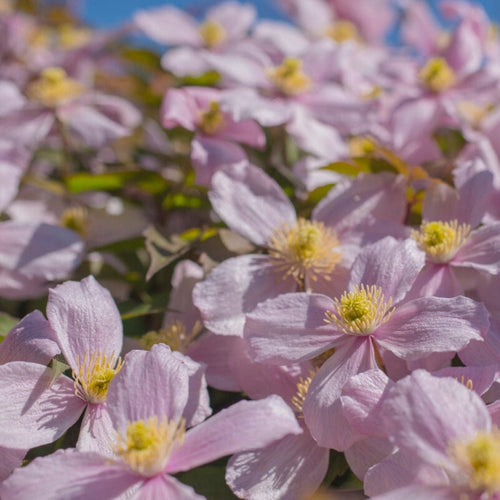 Clematis montana 'Rubens' Climbing Plants