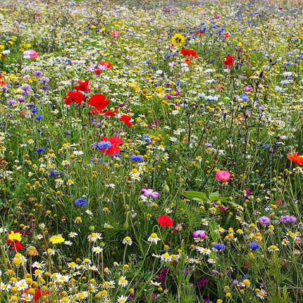 100 Wildflower Meadow Plug Plants Vegetables