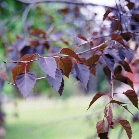 Crimson Frost' Silver Birch Tree Ornamental Trees