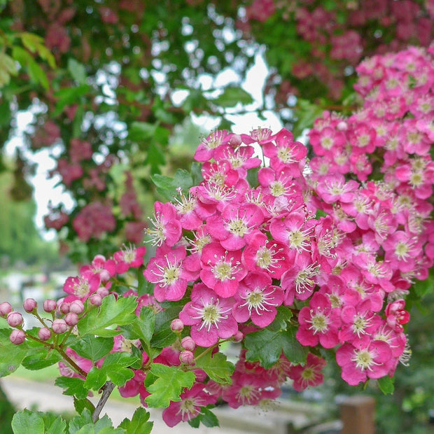 'Crimson Cloud' Hawthorn Tree | Crataegus laevigata Ornamental Trees