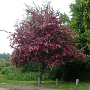 'Crimson Cloud' Hawthorn Tree | Crataegus laevigata Ornamental Trees