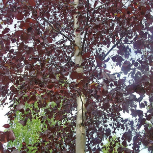 Crimson Frost' Silver Birch Tree Ornamental Trees