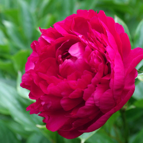 Peony 'Felix Crousse' | 3L Pot Perennial Bedding