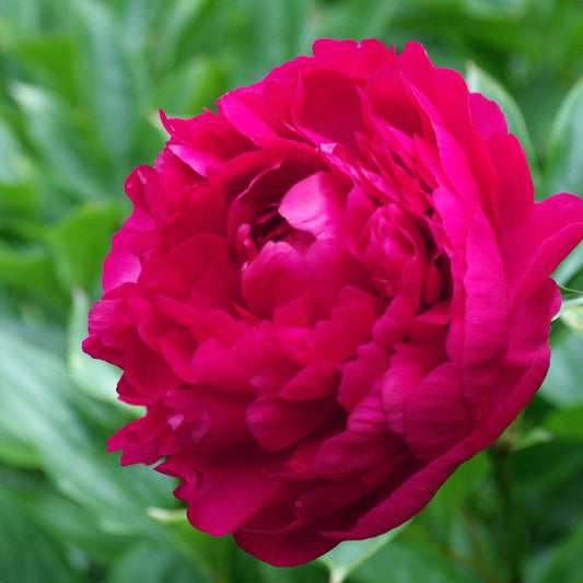 Peony 'Felix Crousse' | 3L Pot Perennial Bedding