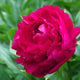 Peony 'Felix Crousse' | 3L Pot Perennial Bedding