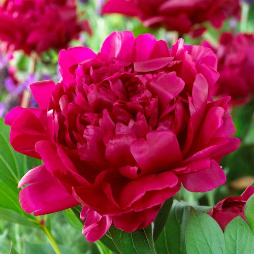 Peony 'Felix Crousse' | 3L Pot Perennial Bedding