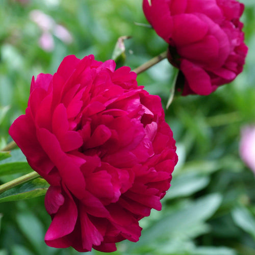 Peony 'Felix Crousse' | 3L Pot Perennial Bedding