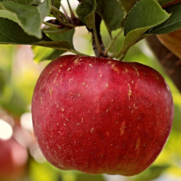 Dabinett Cider Apple Tree Fruit Trees