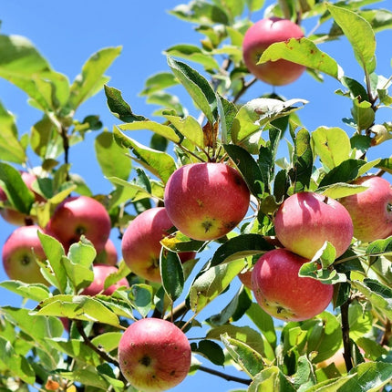 Dabinett Cider Apple Tree Fruit Trees