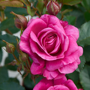 Patio Hit Dafne' Patio Shrub Rose Shrubs