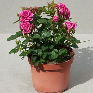 Patio Hit Dafne' Patio Shrub Rose Shrubs