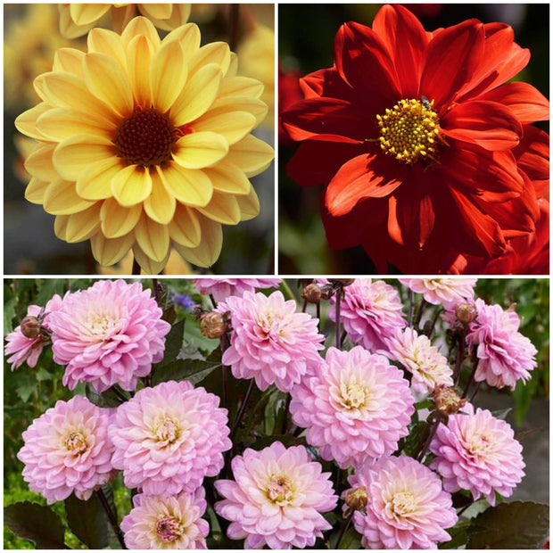 6 Dahlia Temptation Collection 1L Pot Perennial Bedding