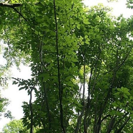 Viper' Acer Tree | Acer davidii Ornamental Trees