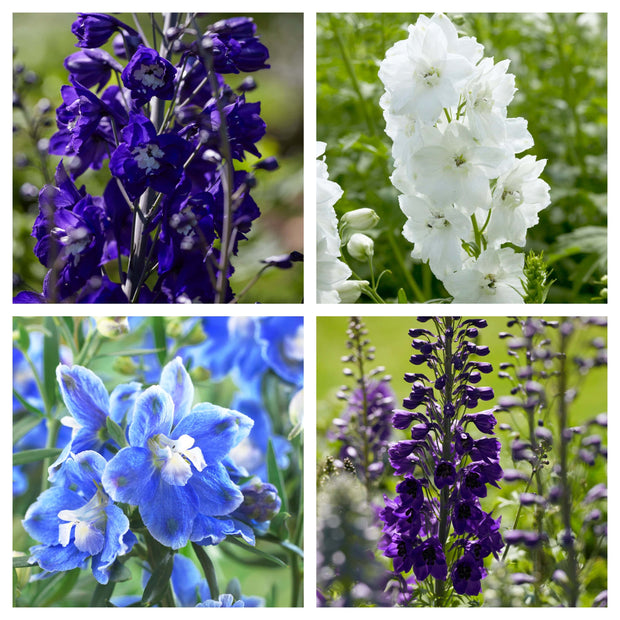 9 Delphinium Camelot Collection 10.5cm pot Perennial Bedding