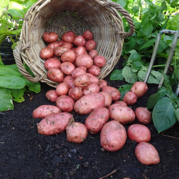'Desiree' Maincrop Seed Potatoes Vegetables