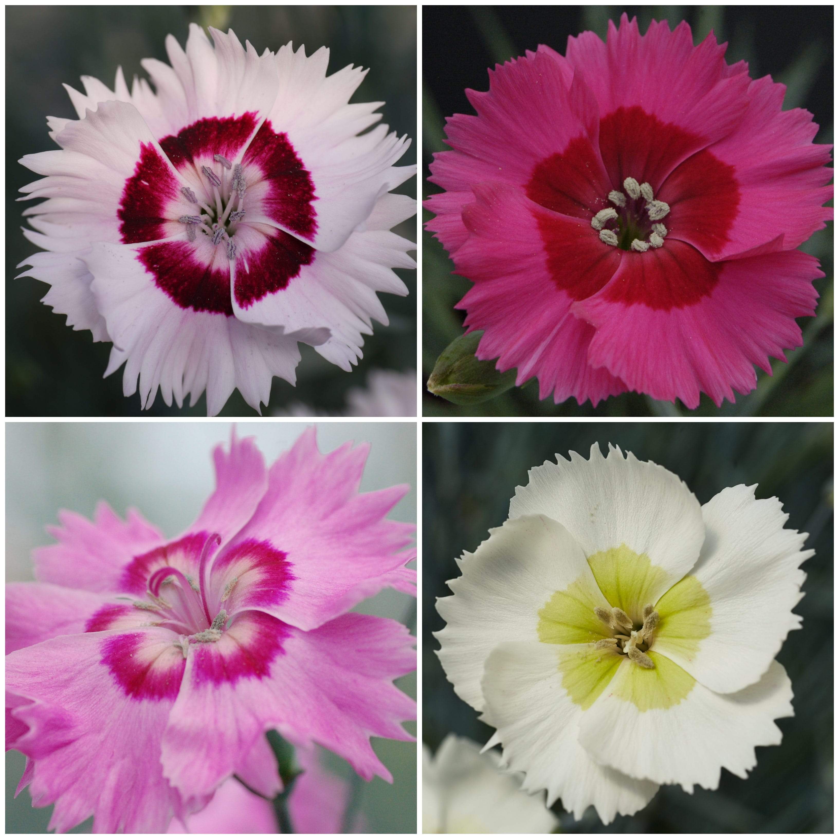 Dianthus Cocktail Collection