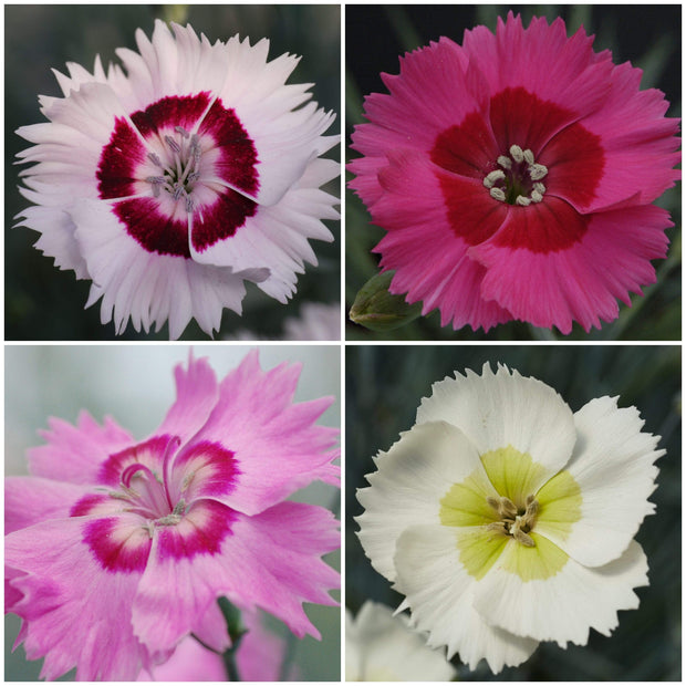 Dianthus Cocktail Collection | 4 x 2L Pot Perennial Bedding