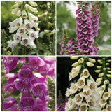 Digitalis Dalmatian | 4 x 1L Pots Perennial Bedding