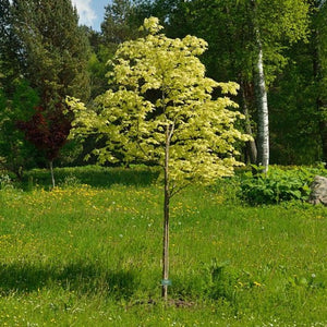 Variegated Norway Maple Tree | Acer platanoides 'Drummondii' Ornamental Trees