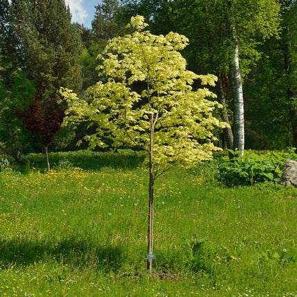 Variegated Norway Maple Tree | Acer platanoides 'Drummondii' Ornamental Trees