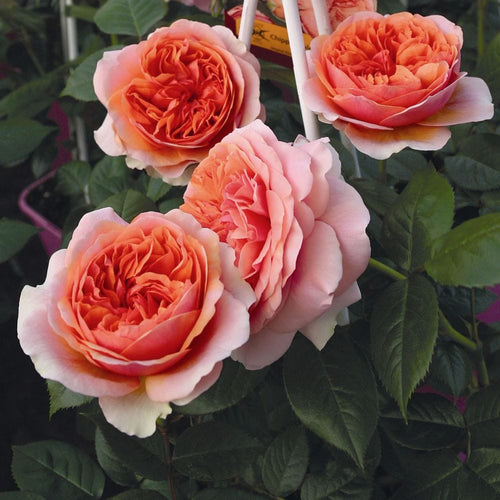 Duchess of Cornwall' Hybrid Tea Rose Shrubs
