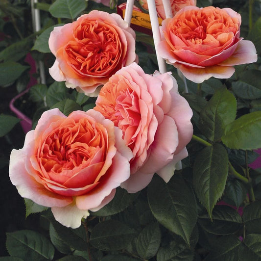 Duchess of Cornwall' Hybrid Tea Rose Shrubs