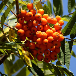 Scarlet Japanese Rowan Tree | Sorbus commixta 'Embley' Ornamental Trees