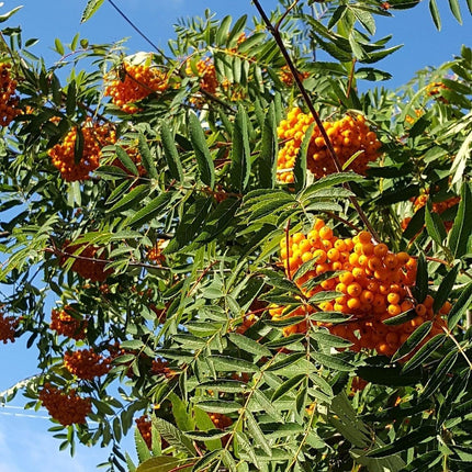 Scarlet Japanese Rowan Tree | Sorbus commixta 'Embley' Ornamental Trees