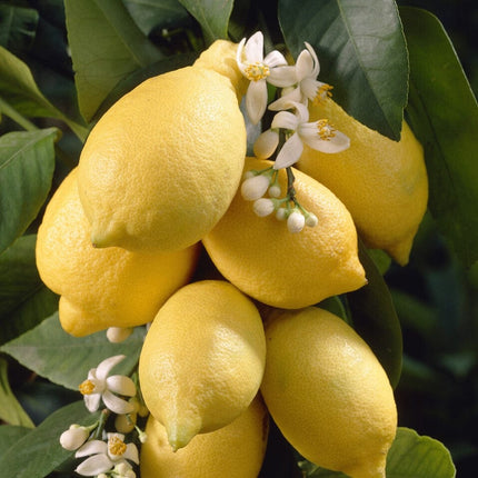 'Eureka' Patio Lemon Tree | 4 Seasons Lemon | Grafted Mini-Stem Soft Fruit