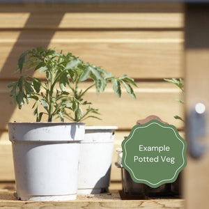 'Habanero Paper Lantern' Chilli Pepper Plants Vegetables