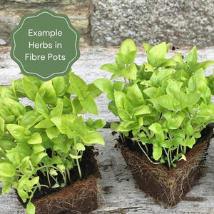 Indoor Herb Plants Collection Vegetables