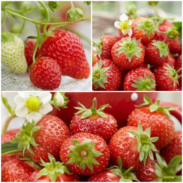 All Season Strawberry Plants Collection | 3x 10cm Pots Soft Fruit