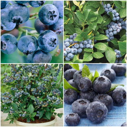 All Season Blueberry Plants Collection | 3x 10cm Pots Soft Fruit