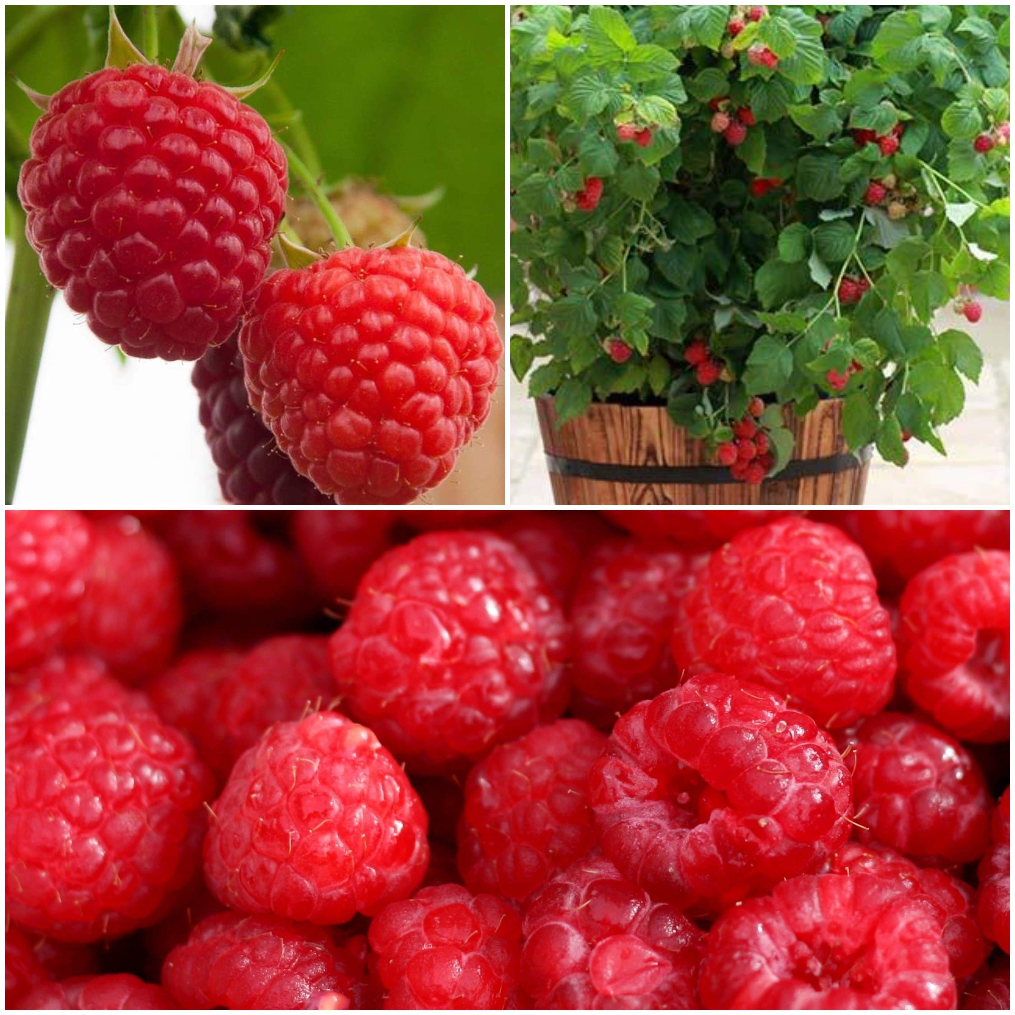 Growing Raspberries: A Beginner’s Guide – Roots Plants