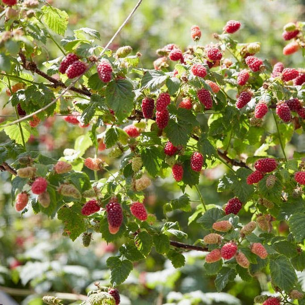 'Buckingham' Thornless Tayberry Plants Soft Fruit