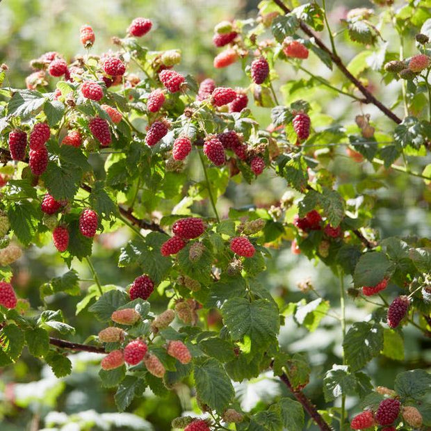 Medana Tayberry Plants Soft Fruit