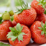 'Sonata' Strawberry Plants Soft Fruit
