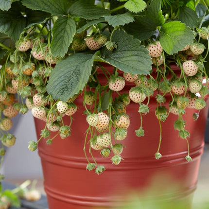 'Pineberry' Strawberry Plants Soft Fruit