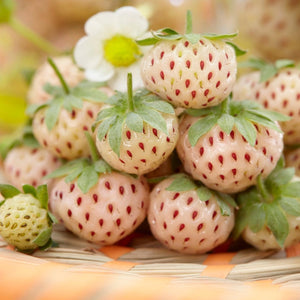 'Pineberry' Strawberry Plants Soft Fruit