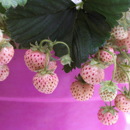 'Pineberry' Strawberry Plants Soft Fruit