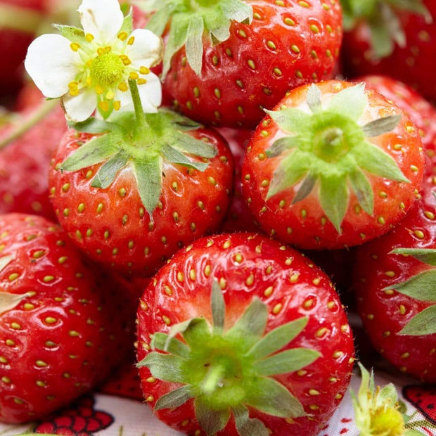 3x Honeoye Strawberry Plants | 9cm Pots Soft Fruit