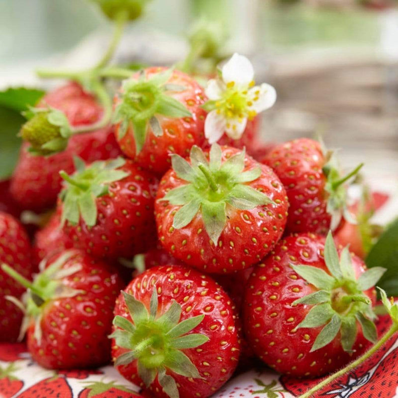 3x Honeoye Strawberry Plants | 9cm Pots Soft Fruit